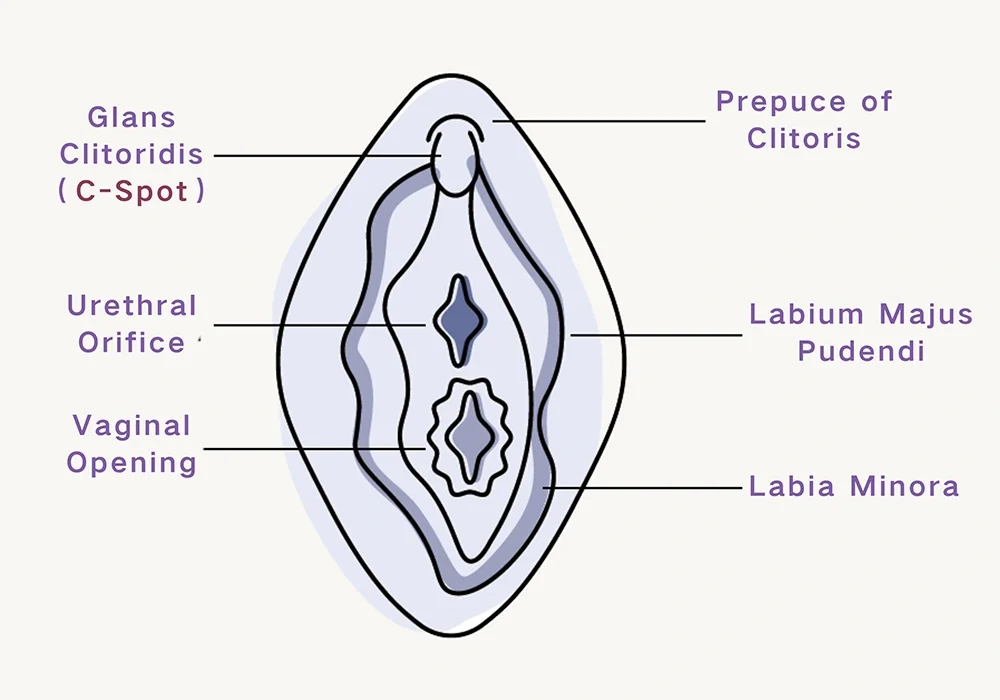 Clean educational diagram of female vulva anatomy, illustrating the clitoris, labia, and vaginal opening to help users understand their body for better self-pleasure.