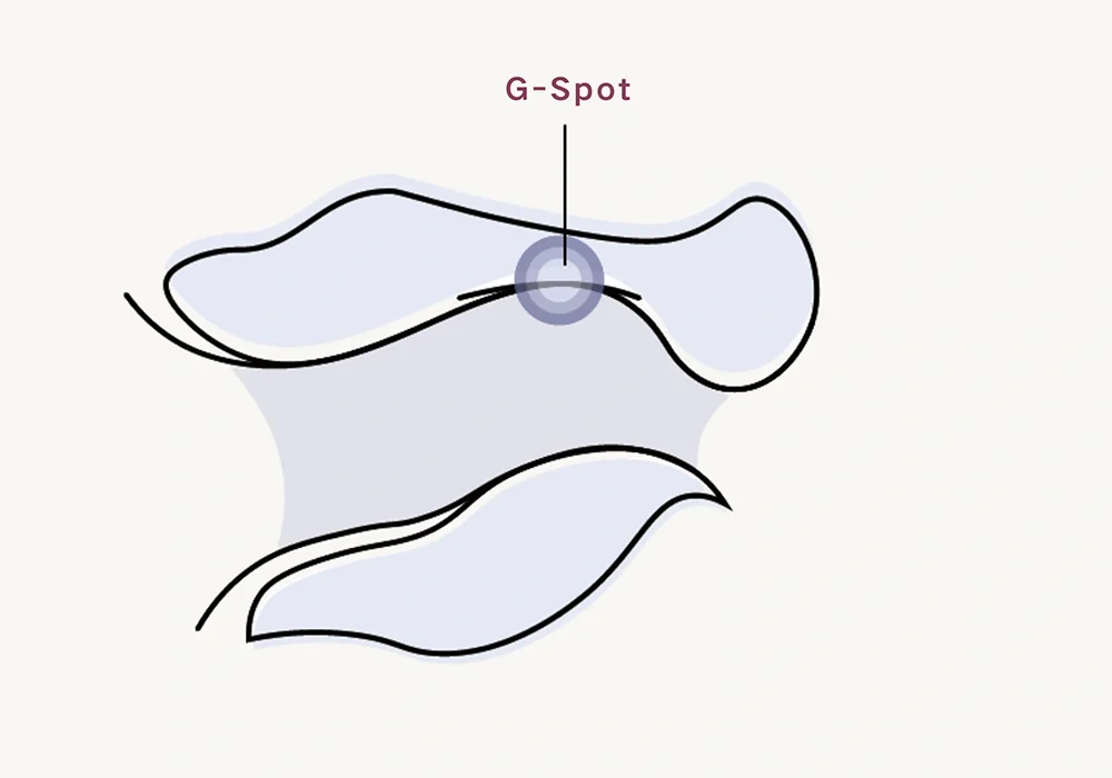 Minimalist illustration showing the internal location of the G-Spot to guide self-exploration and intimate body awareness.
